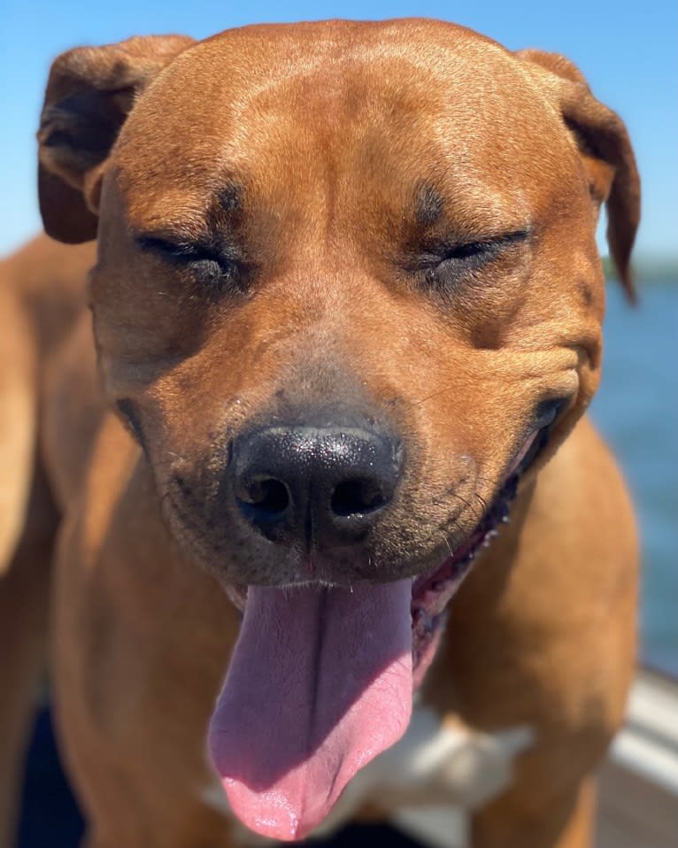 Xena “Zee”, an American Bully and American Pit Bull Terrier mix tested with EmbarkVet.com