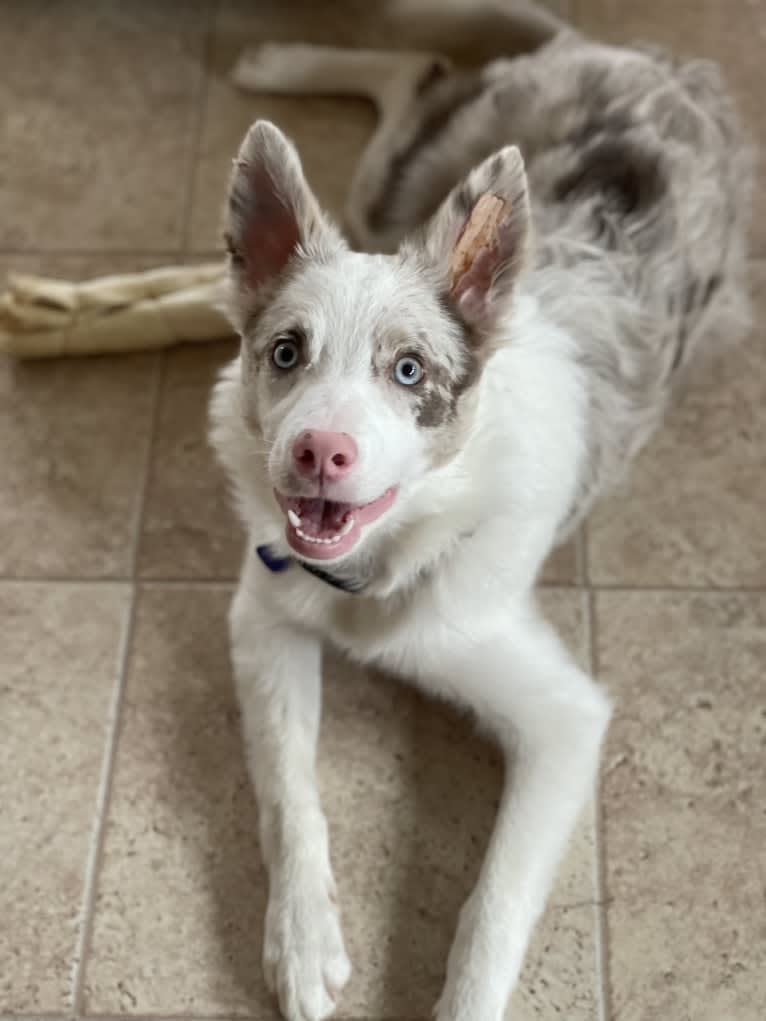 Viva, a Border Collie tested with EmbarkVet.com