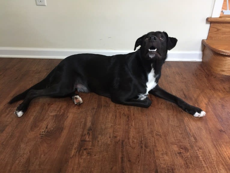 Fredo, an American Pit Bull Terrier and English Springer Spaniel mix tested with EmbarkVet.com