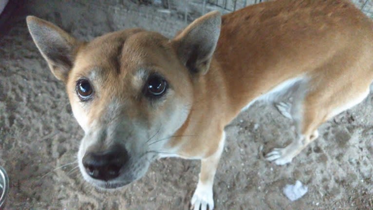 Clara, a New Guinea Singing Dog tested with EmbarkVet.com