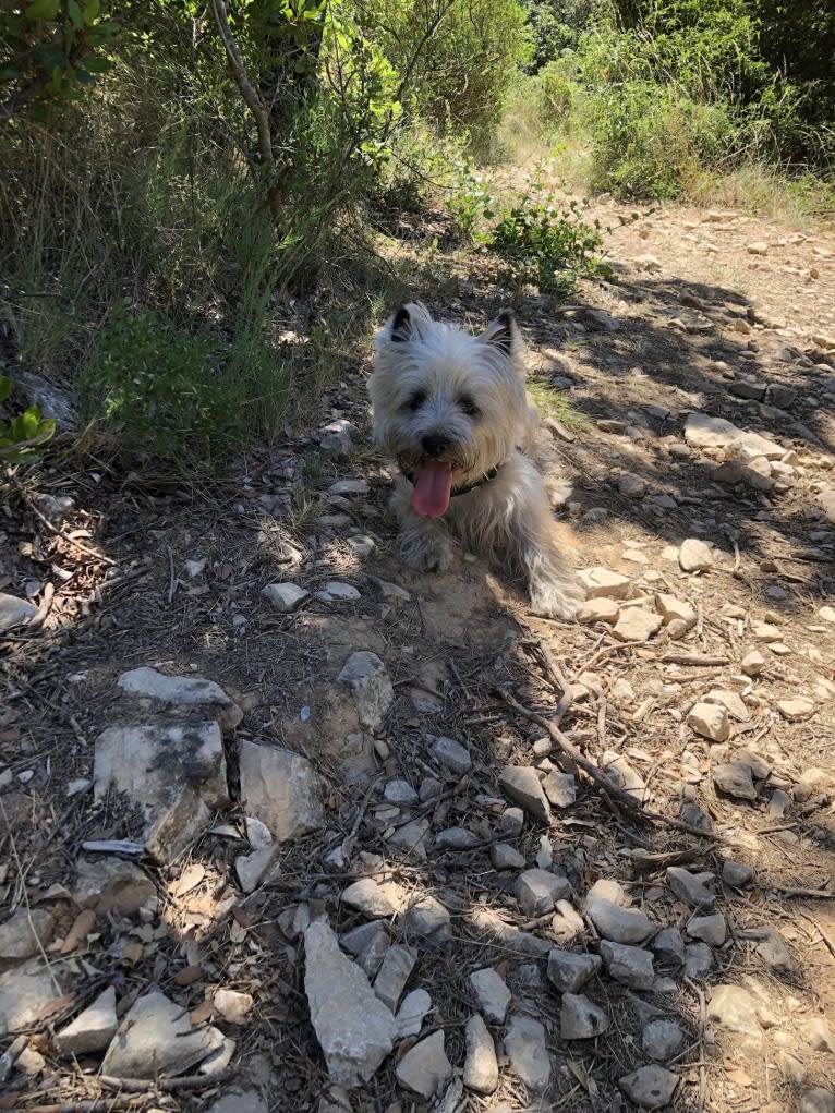 Nino, a Cairn Terrier tested with EmbarkVet.com