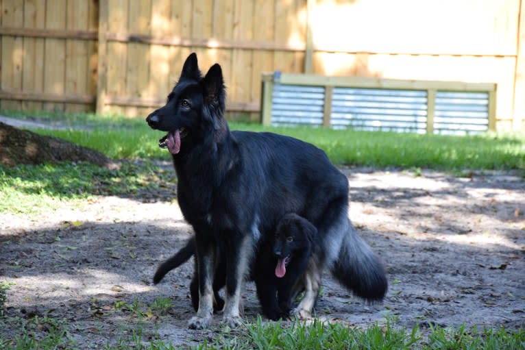 Kona, a Shiloh Shepherd tested with EmbarkVet.com