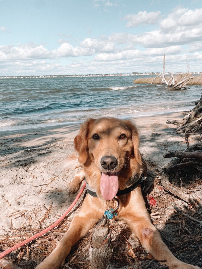 Marley, a Golden Retriever tested with EmbarkVet.com