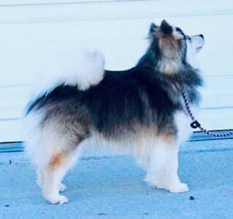 Sapphire, a Pomeranian and Siberian Husky mix tested with EmbarkVet.com