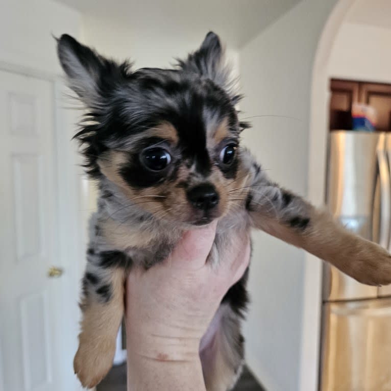Scotlyn, a Chihuahua tested with EmbarkVet.com