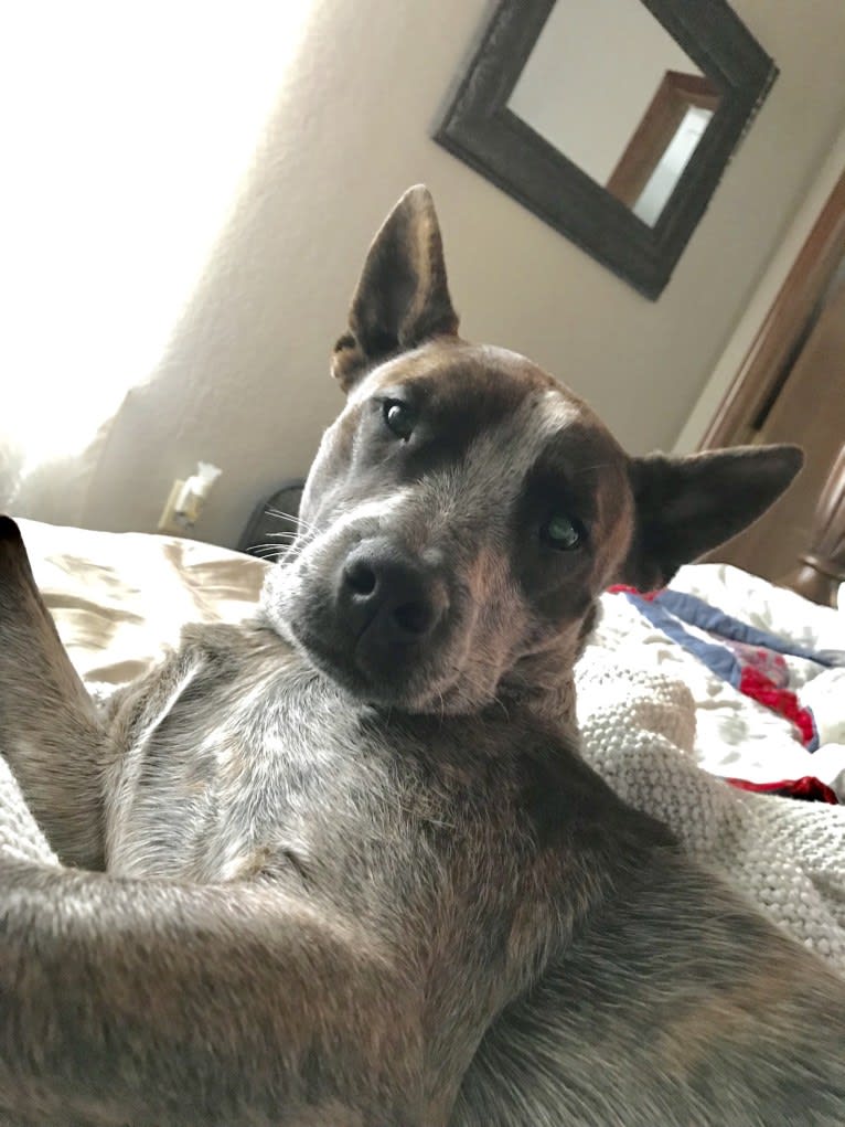 Bodhi, an Australian Cattle Dog and Boston Terrier mix tested with EmbarkVet.com