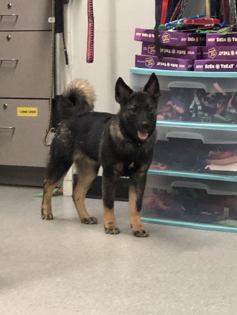Kiya, a Norwegian Elkhound and Australian Shepherd mix tested with EmbarkVet.com