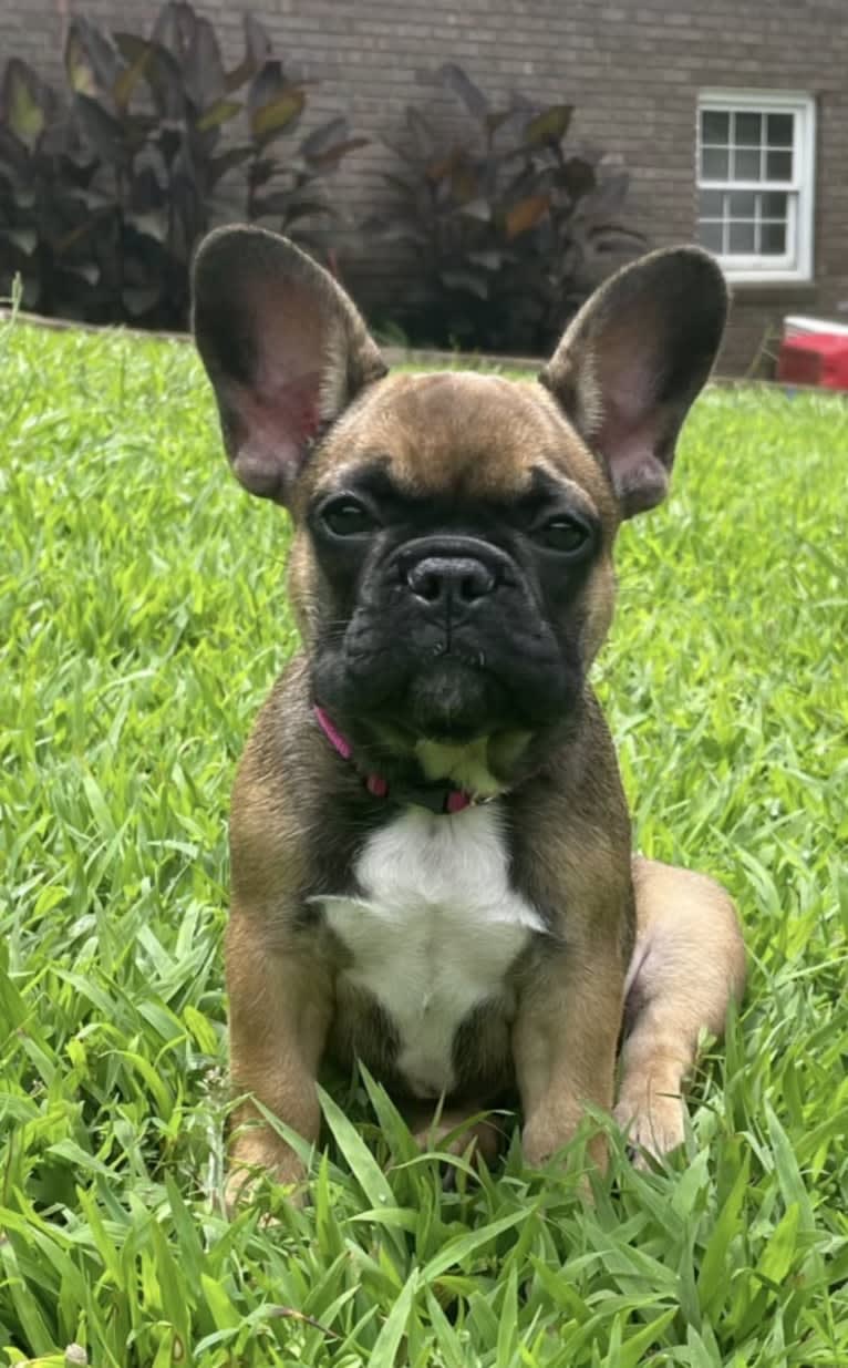 CORA, a French Bulldog tested with EmbarkVet.com