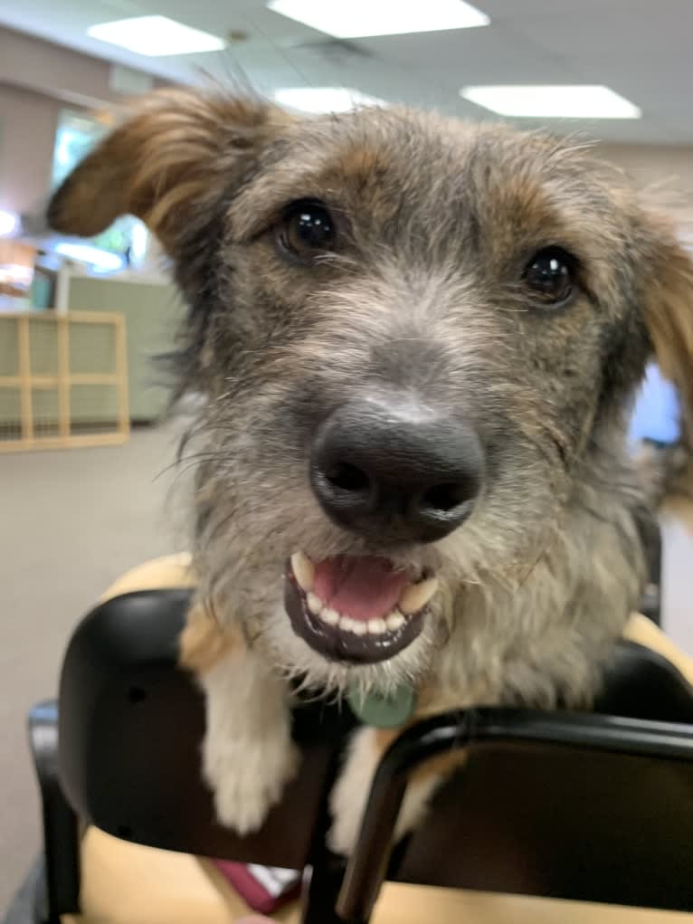 Elliott, a Rat Terrier and Australian Cattle Dog mix tested with EmbarkVet.com