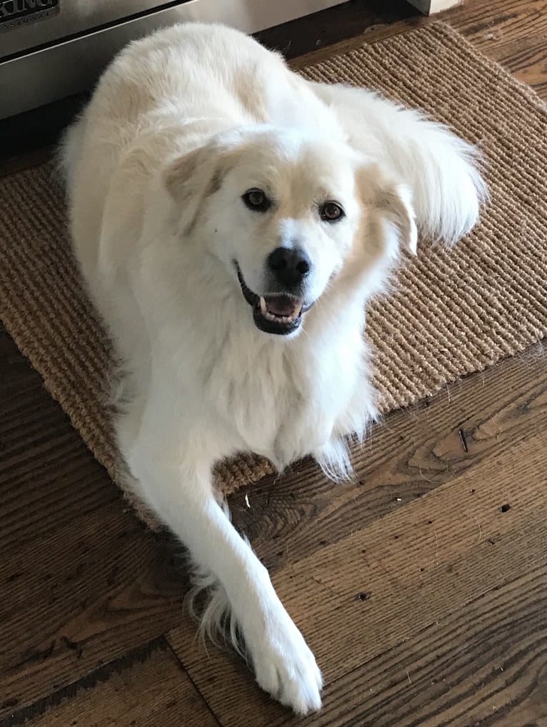 Virgil, a Great Pyrenees and Golden Retriever mix tested with EmbarkVet.com