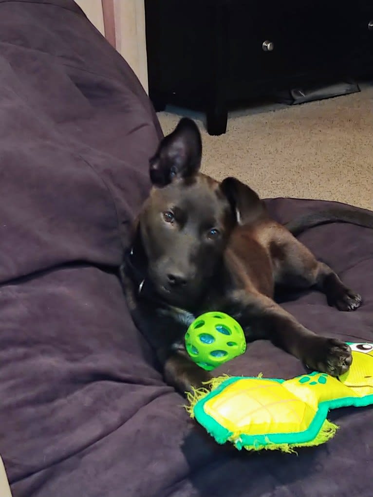 Penelope, an American Pit Bull Terrier and Chow Chow mix tested with EmbarkVet.com