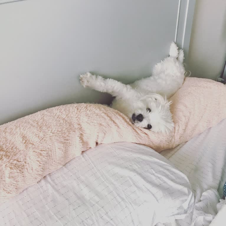 Koopa, a Maltese and Pomeranian mix tested with EmbarkVet.com