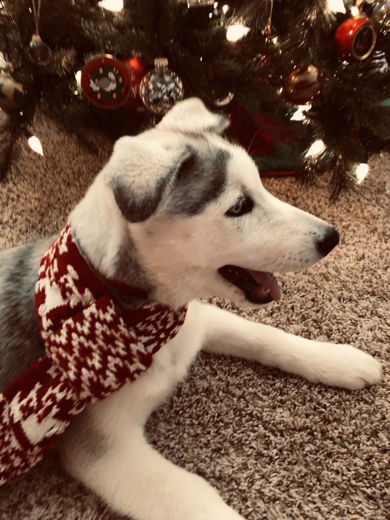 Mansfield, a Siberian Husky and Alaskan Malamute mix tested with EmbarkVet.com