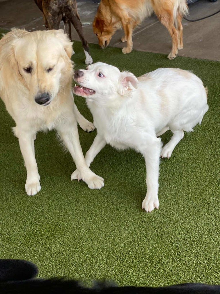 Thor, an American Pit Bull Terrier and Australian Shepherd mix tested with EmbarkVet.com