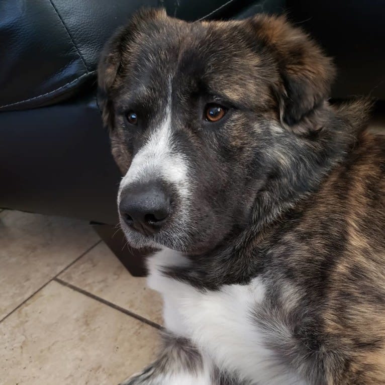 Ziggy, an American Pit Bull Terrier and Great Pyrenees mix tested with EmbarkVet.com