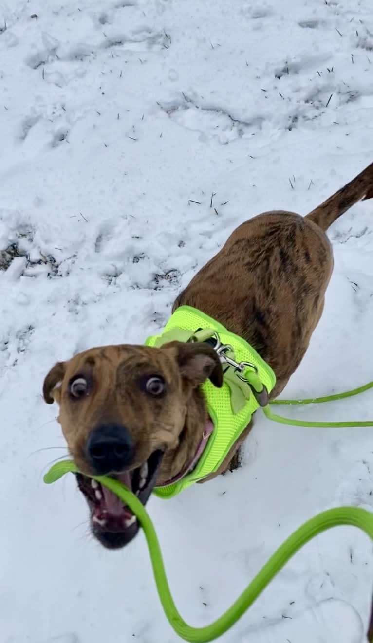 Lyza, a Catahoula Leopard Dog and American Pit Bull Terrier mix tested with EmbarkVet.com