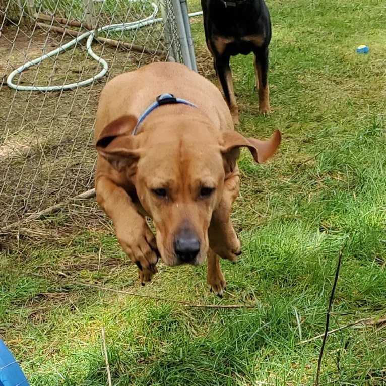 Gus, a Redbone Coonhound and American Pit Bull Terrier mix tested with EmbarkVet.com