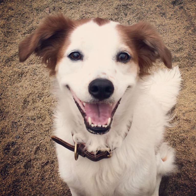 Maeby, a Russell-type Terrier and Golden Retriever mix tested with EmbarkVet.com