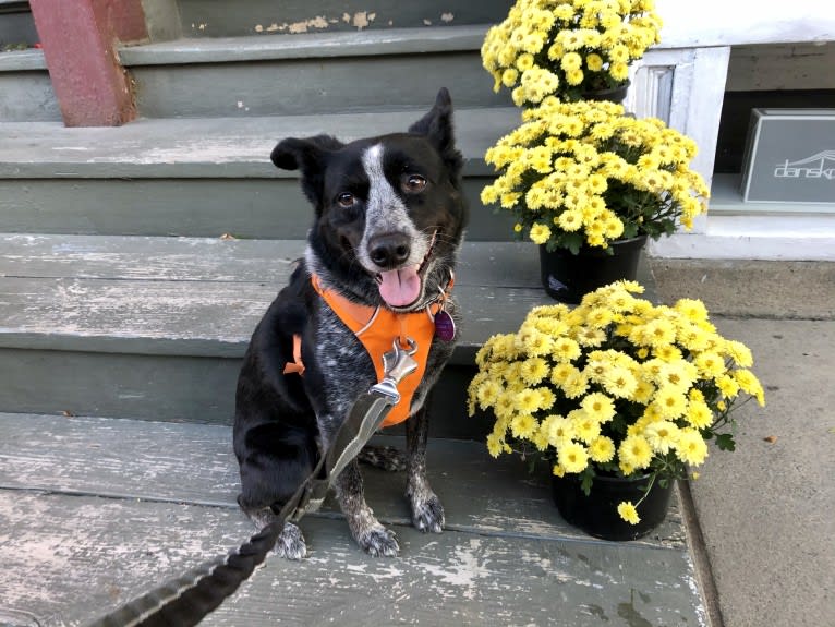 Mist, an Australian Cattle Dog and Australian Shepherd mix tested with EmbarkVet.com