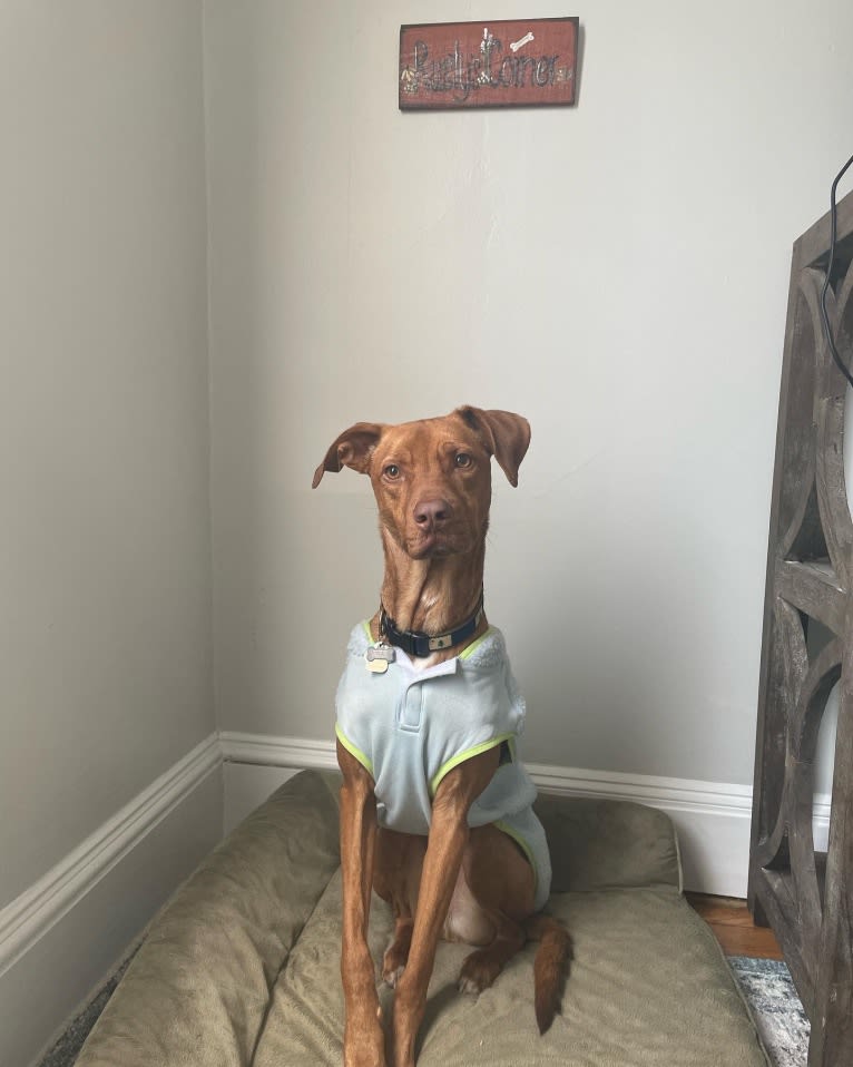 Rusty, an American Foxhound and American Pit Bull Terrier mix tested with EmbarkVet.com