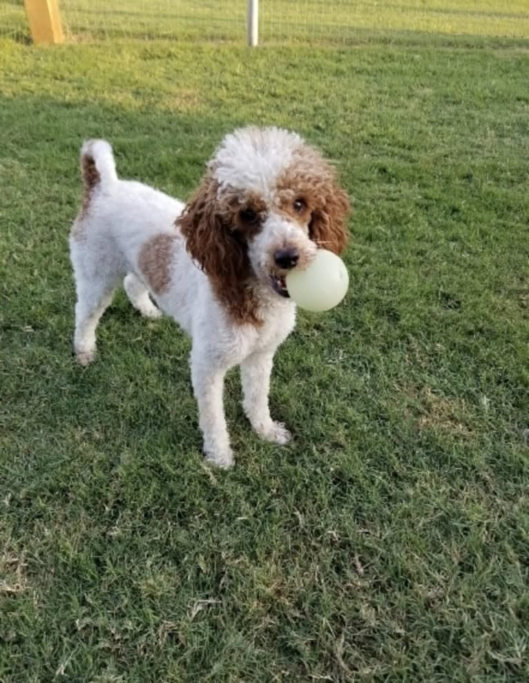 Ester, a Poodle (Small) tested with EmbarkVet.com