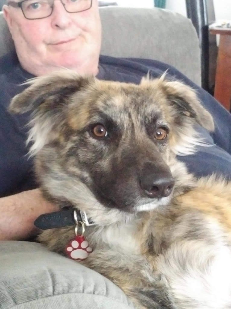 Bouvier german outlet shepherd mix