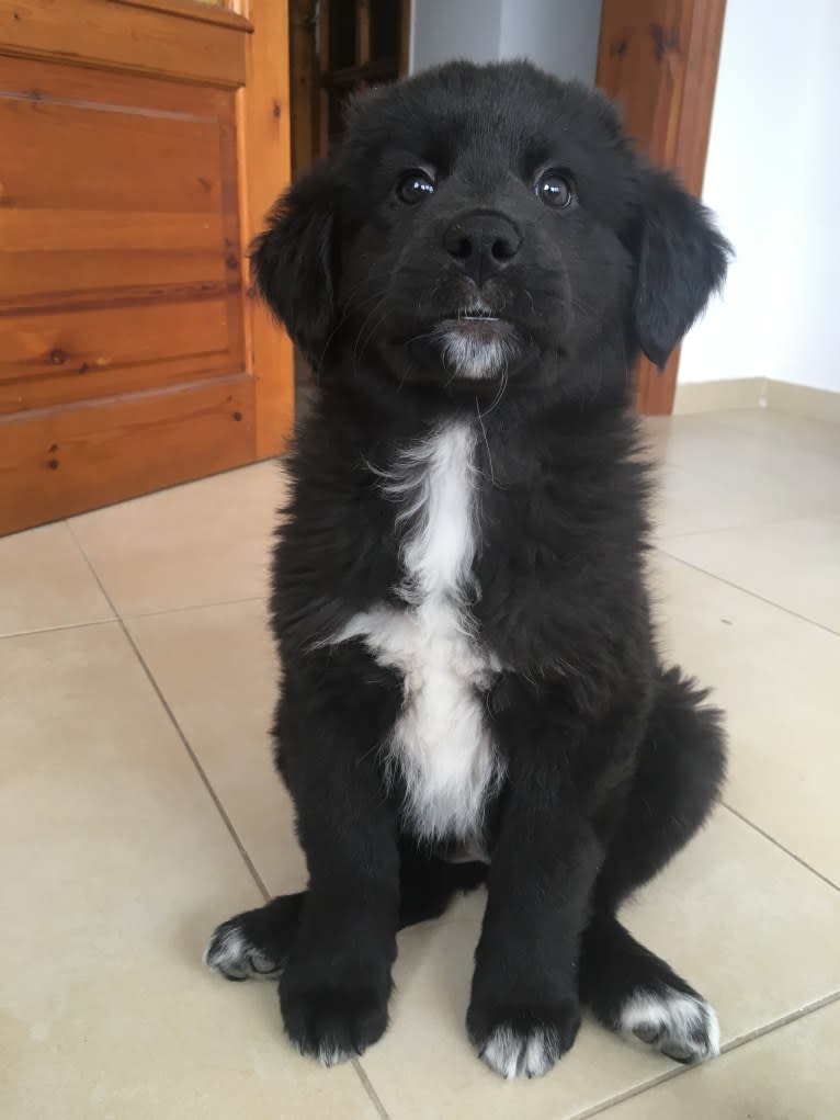 Sofia, a West Asian Village Dog tested with EmbarkVet.com