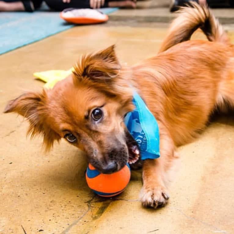 Finn, a Pomeranian and Russell-type Terrier mix tested with EmbarkVet.com