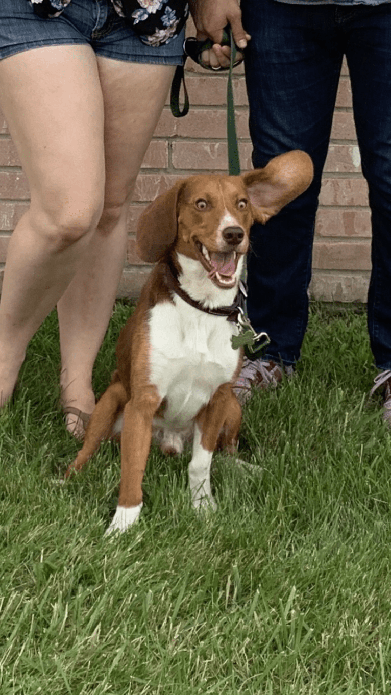 Ranger, a Beagle tested with EmbarkVet.com