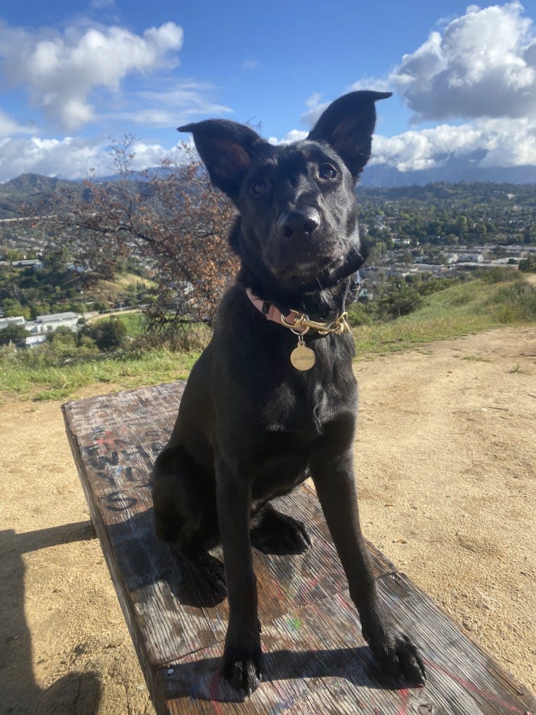 Photo of Juno, a German Shepherd Dog and American Pit Bull Terrier mix in Los Angeles, California, USA