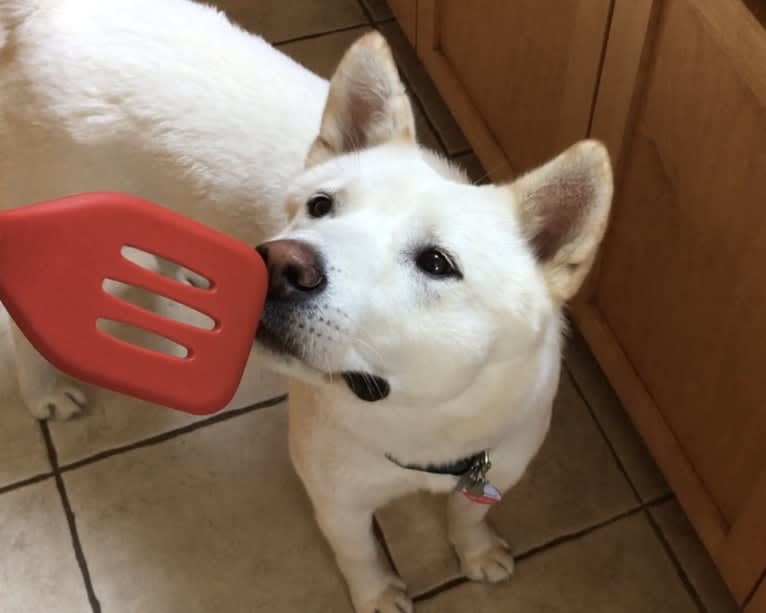 Lala, a Japanese or Korean Village Dog tested with EmbarkVet.com