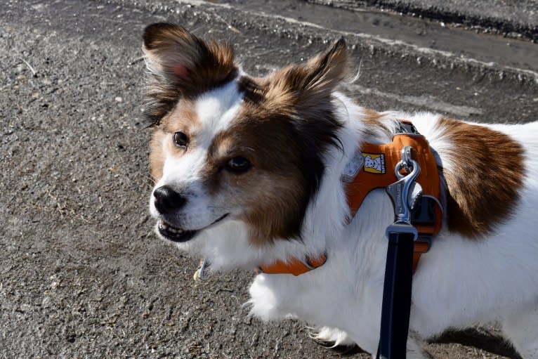 Cooper, an Australian Cattle Dog and Shih Tzu mix tested with EmbarkVet.com