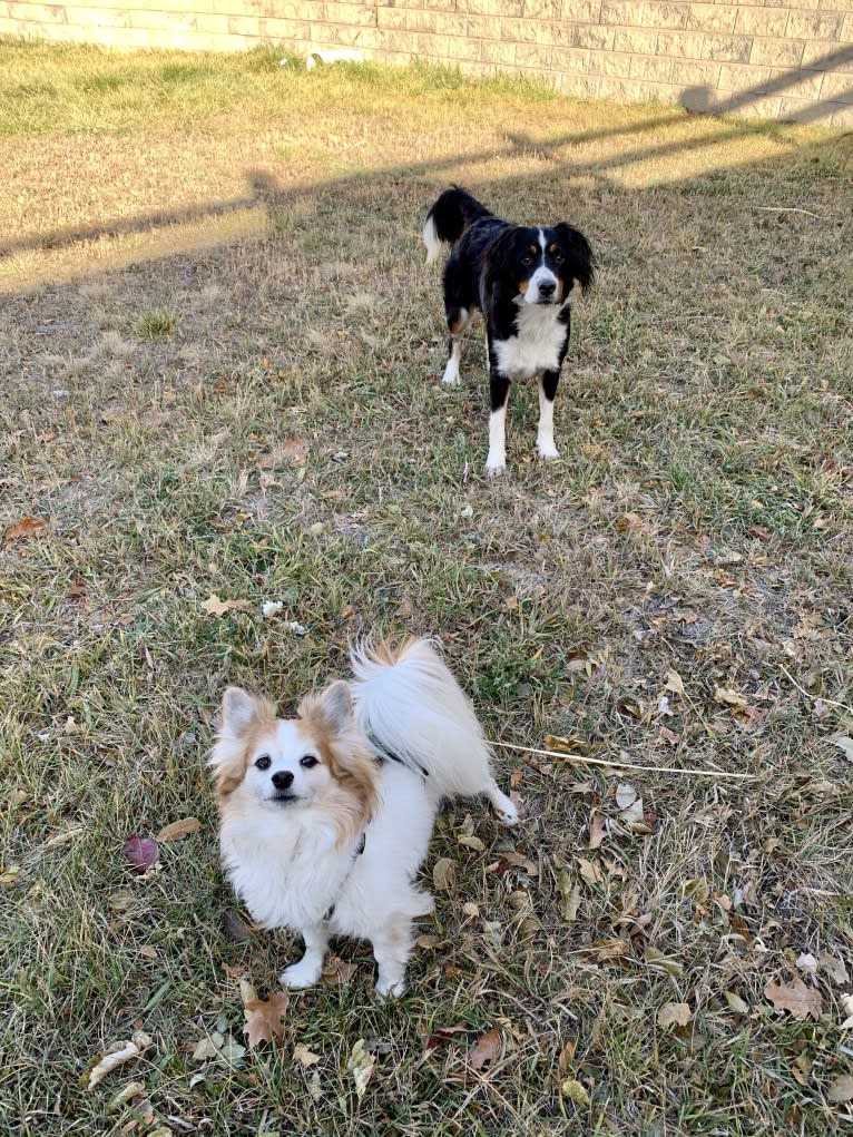 Ziggy, a Papillon and Maltese mix tested with EmbarkVet.com