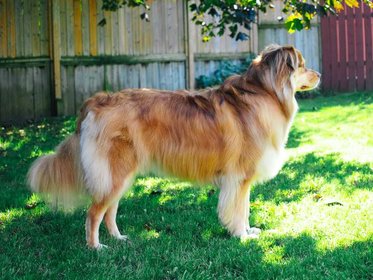 Farley, an Australian Shepherd tested with EmbarkVet.com