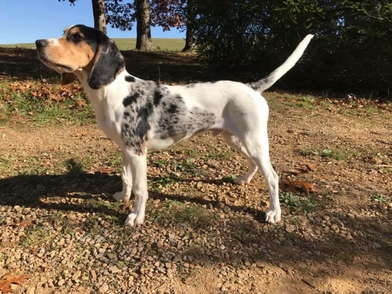 Renegade, an American English Coonhound and Cocker Spaniel mix tested with EmbarkVet.com