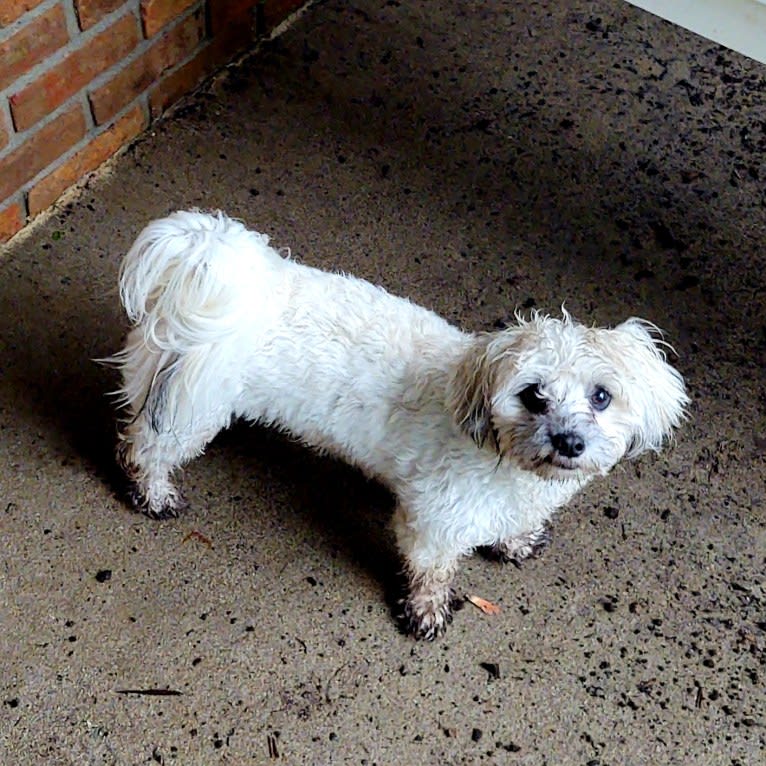 Kaylee, a Maltese and Shih Tzu mix tested with EmbarkVet.com