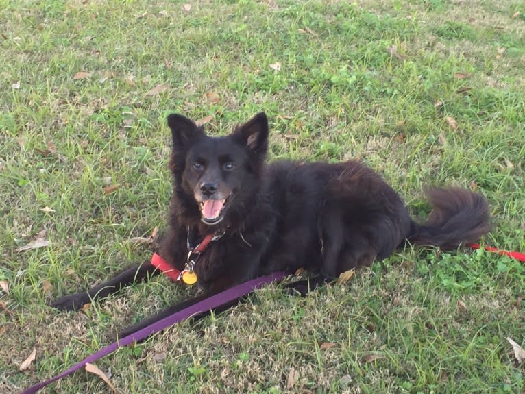 LYLA, a Border Collie and Chow Chow mix tested with EmbarkVet.com