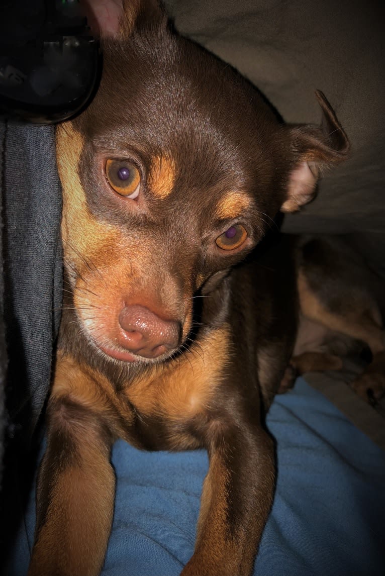 Oliver, a Chihuahua and Miniature Pinscher mix tested with EmbarkVet.com