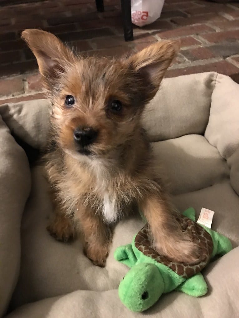 Scrappy, a Silky Terrier and Pomeranian mix tested with EmbarkVet.com