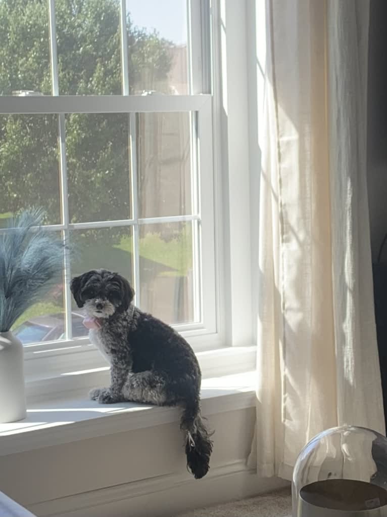 Bella, a Lhasa Apso and Poodle (Small) mix tested with EmbarkVet.com