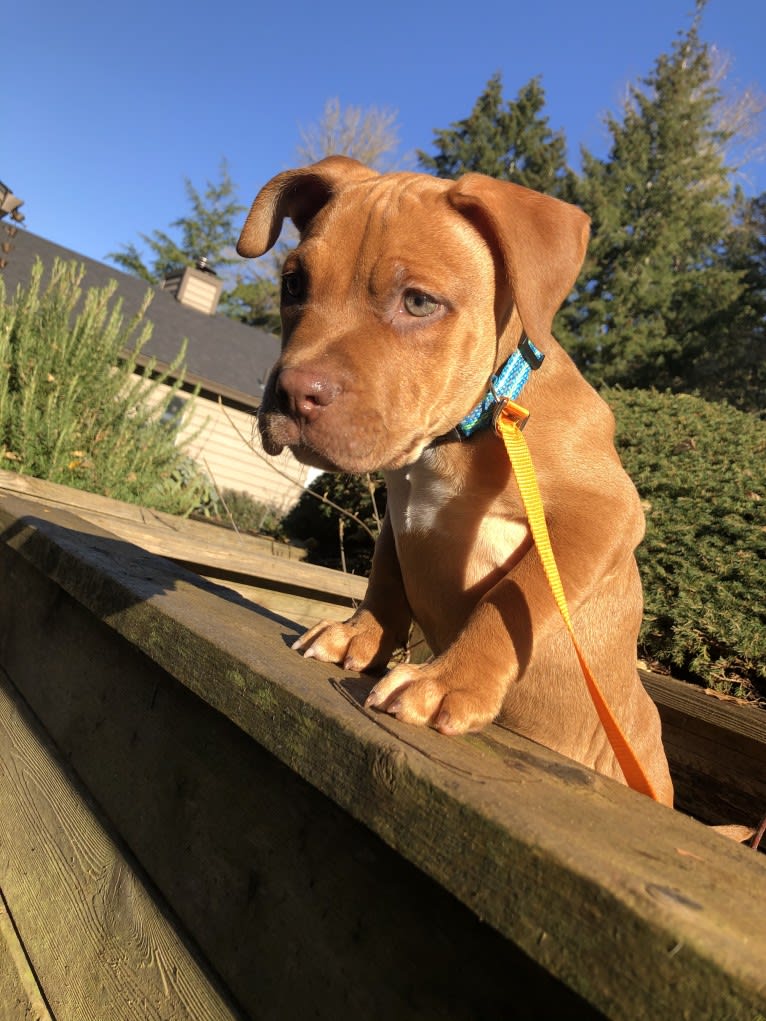 Jasper, an American Bully tested with EmbarkVet.com