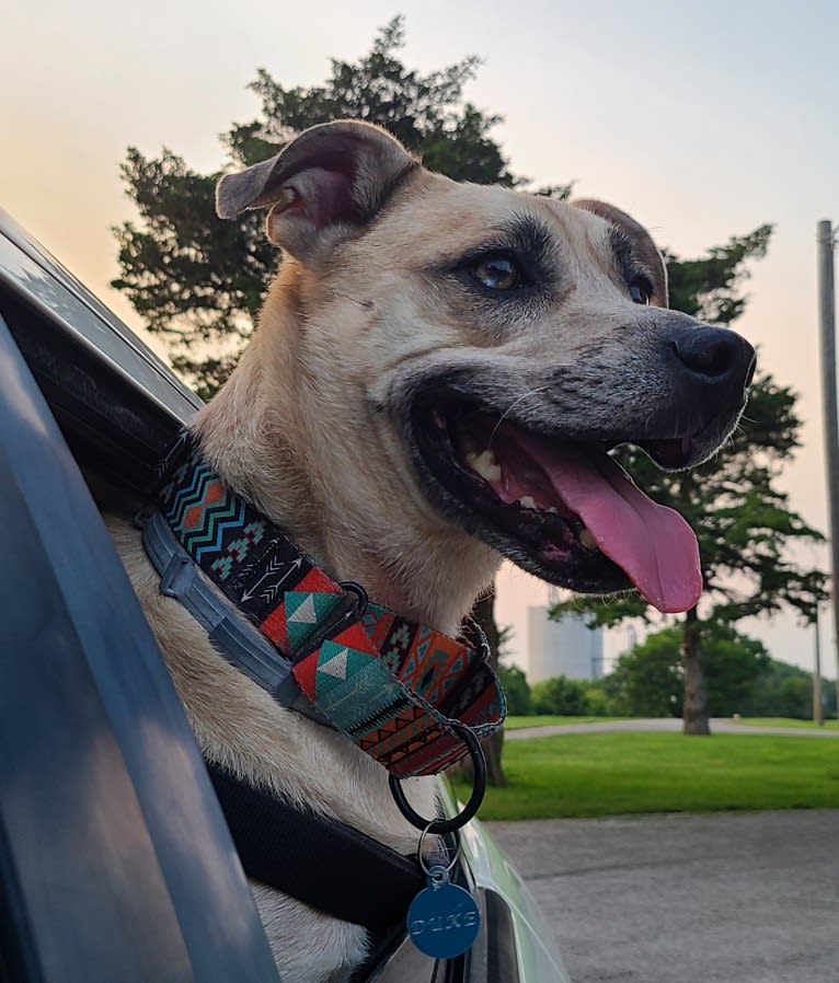 Duke, an American Pit Bull Terrier and Mountain Cur mix tested with EmbarkVet.com