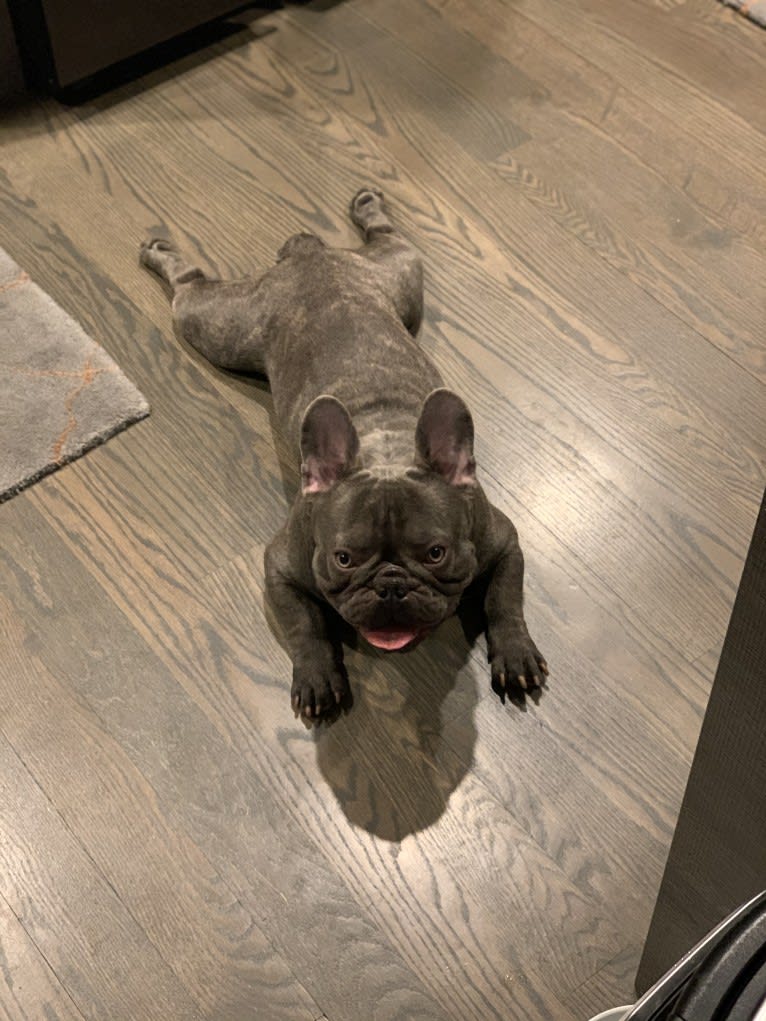 Nardo, a French Bulldog tested with EmbarkVet.com