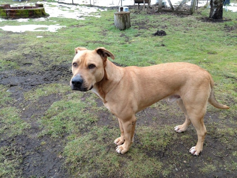 Duke, a German Shepherd Dog and American Pit Bull Terrier mix tested with EmbarkVet.com