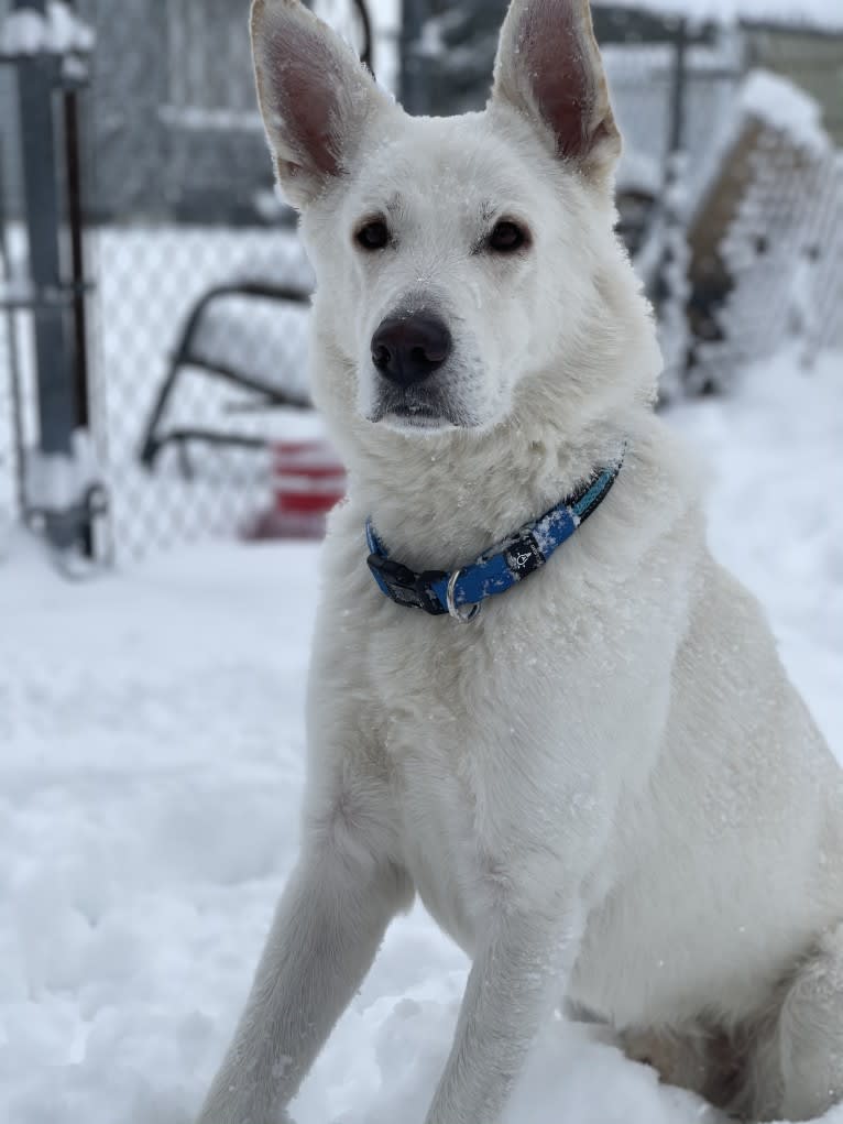 Apollo, a German Shepherd Dog and Maremma Sheepdog mix tested with EmbarkVet.com