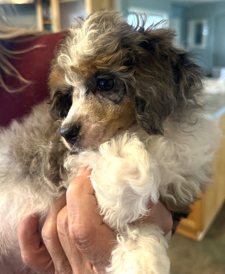Ivy, a Poodle tested with EmbarkVet.com