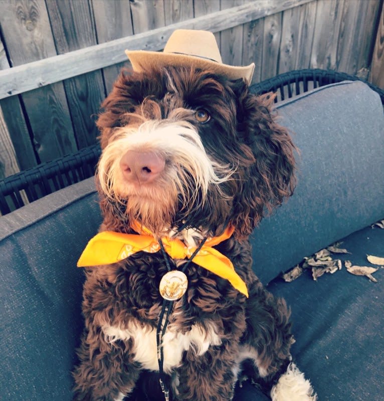 Bolo, an English Springer Spaniel and Poodle (Standard) mix tested with EmbarkVet.com