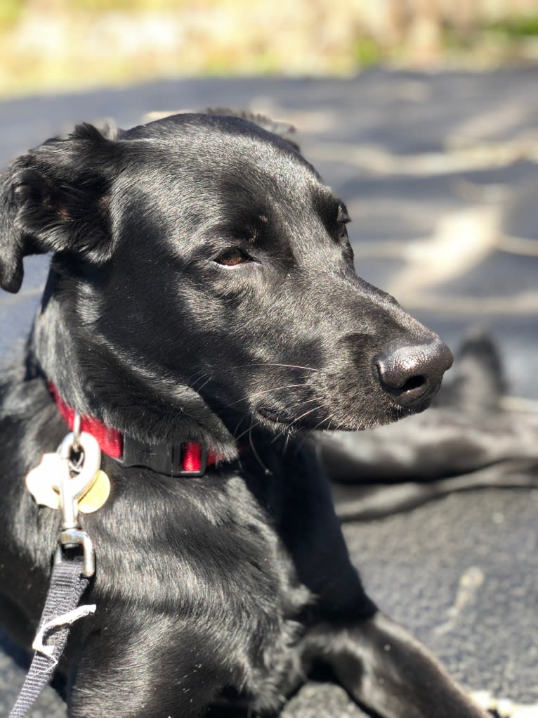 Joey, an American Village Dog tested with EmbarkVet.com