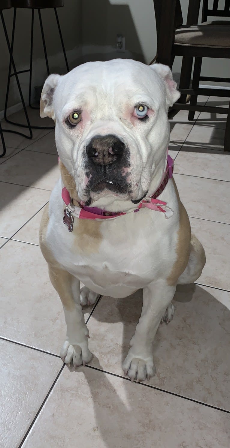 Zoey, an American Bulldog tested with EmbarkVet.com