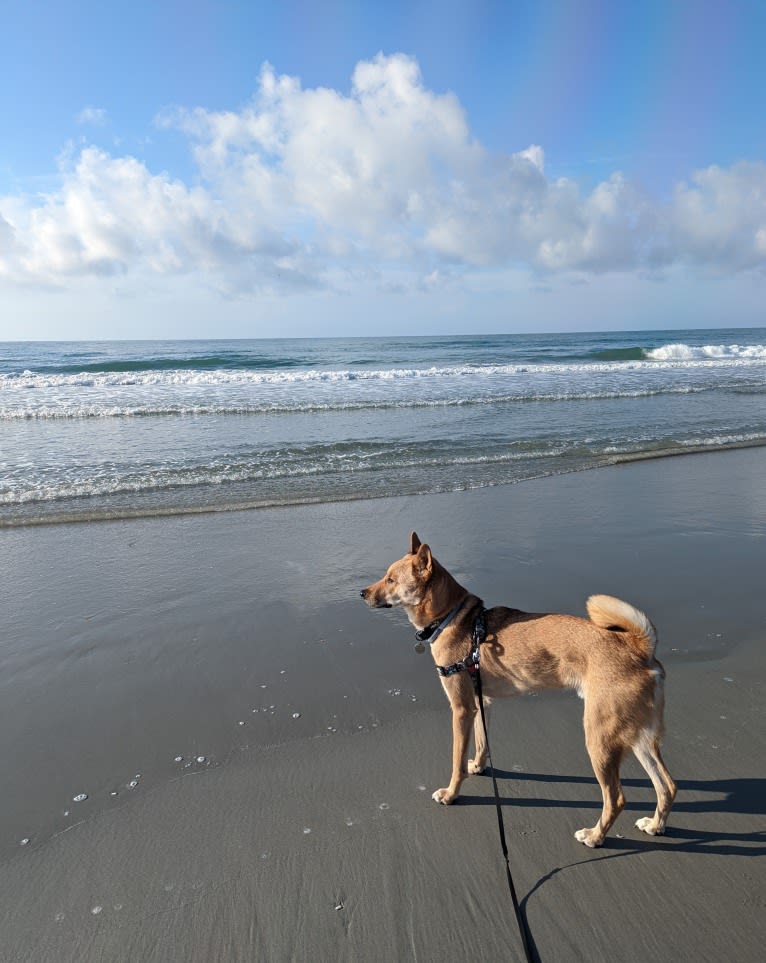 Apollo, a Jindo tested with EmbarkVet.com